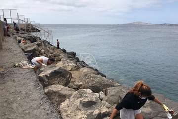 Limpieza de la escollera sur del muelle de Taliarte (Foto Pedro Martel/Wendy Cruz)